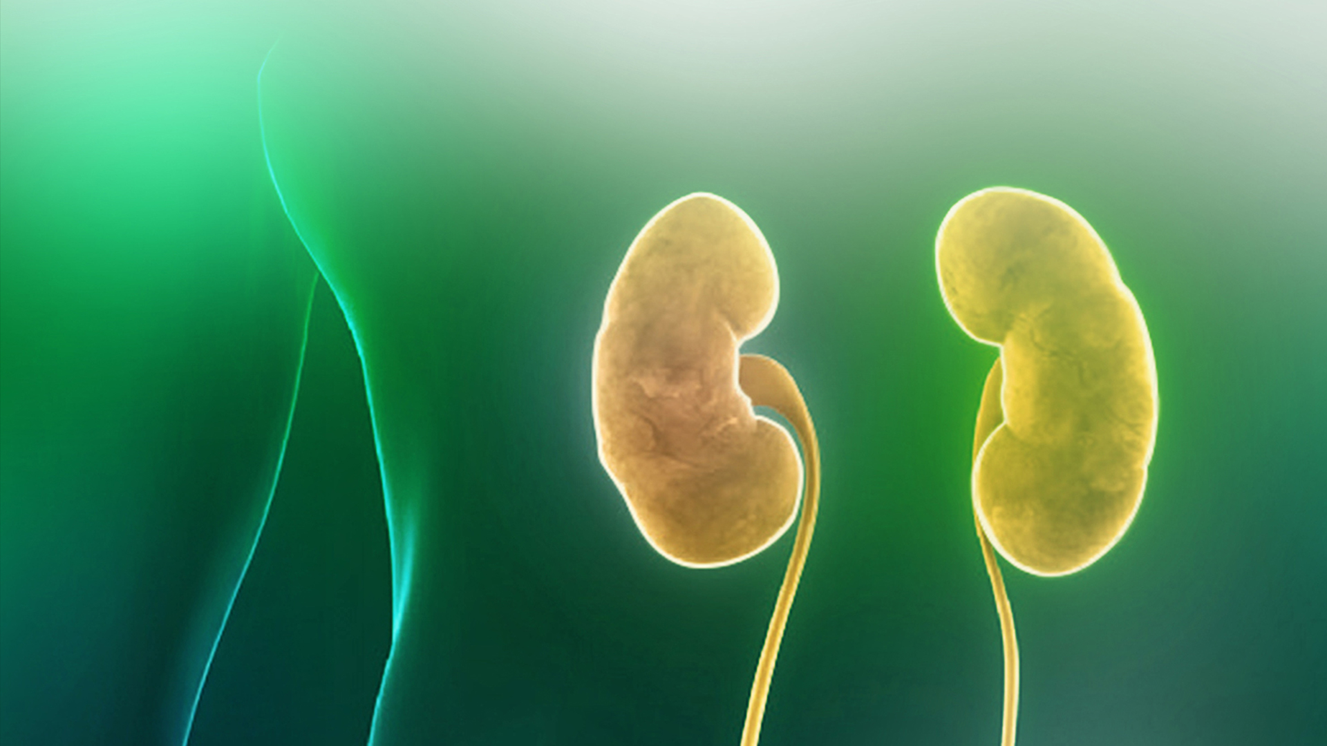 Körperumrandung mit Nieren