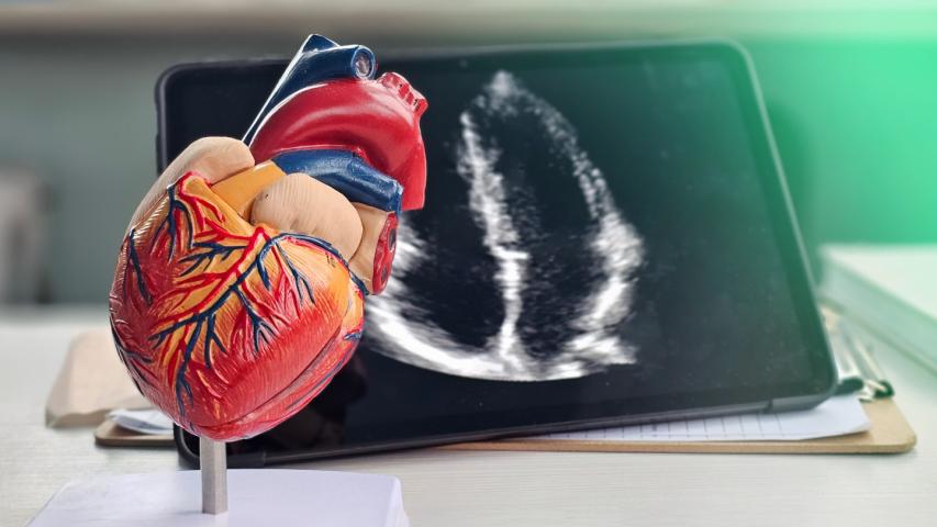 Herzmodell neben Echokardiografie-Bild