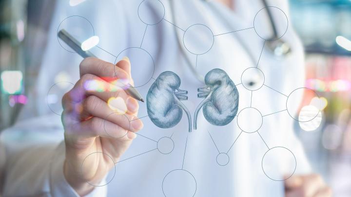 Ärztin mit Stift in der Hand, die eine Niere zeichnet