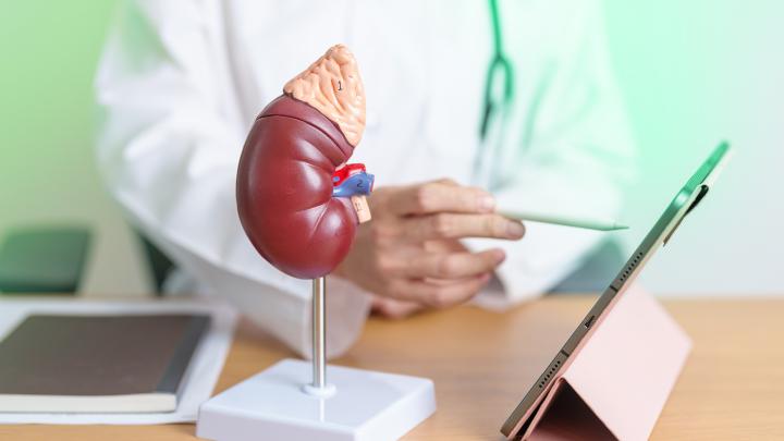 Nierenmodell und Tablett